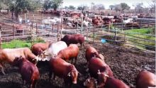 Eid ul Adha 2025 : pas de pénurie de bétail, rassure la compagnie Socovia