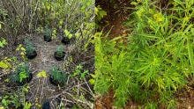 908 plants de cannabis déracinés à Montagne Blanche