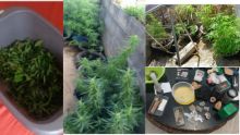 Curepipe : Sa maison servait à la culture d'un demi-million de roupies de cannabis