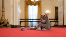First Cat of the United States: les Biden accueillent Willow à la Maison Blanche
