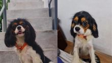 À la recherche de Lady : une habitante de Beau-Bassin piégée par une arnaqueuse