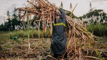 Industrie cannière : une production de 242 000 tonnes de sucre attendue en 2024