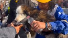 Turquie: le chien Aleks miraculé après 23 jours dans les ruines