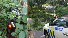 Un travailleur social alerte les autorités sur le danger des branches tombées sur les routes pour les automobilistes