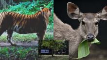 En Thaïlande, des proies lâchées dans la jungle pour sauver les tigres