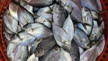 Le ‘butterfish’ retiré de la liste de «Controlled Fish Species»
