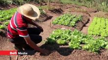 Recensement agricole par Statistics Mauritius : 10,300 agriculteurs concernés