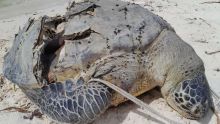 Une tortue de mer retrouvée morte à Belle-Mare