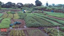 Culture vivrière : le quota des légumes à cultiver par mois établi