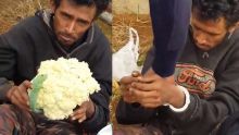 Saint-Pierre : un présumé voleur de choux-fleurs filmé avant d’être embarqué par la police 