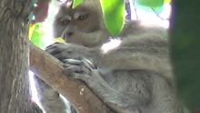 À Baie-du-Cap : un garçonnet de trois ans attaqué par un singe