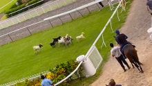 Champ-de-Mars : des chèvres volent la vedette aux chevaux