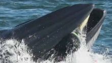 Insolite : un plongeur avalé par une baleine qui le recrache au bout de plusieurs longues secondes