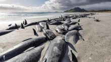 Nouvelle-Zélande : plus de 400 baleines retrouvées mortes