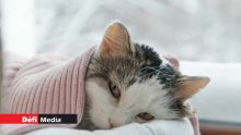Royaume-Uni : un chat testé positif au nouveau coronavirus pour la première fois