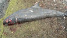 Plusieurs traces de morsures de requins sur des dauphins échoués, selon l'Albion Fisheries Research Centre 