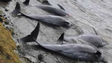 Bilan à midi : 37 dauphins morts retrouvés depuis mercredi