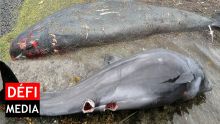 Dauphins morts : la piste des attaques de requins écartée par des scientifiques