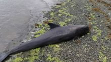 Dauphins échoués : la thèse de désorientation privilégiée