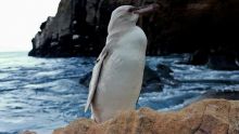 Equateur : Un rare pingouin blanc découvert dans l'archipel des Galapagos