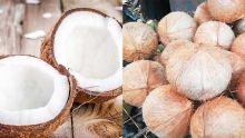 En marge de la fête Maha Shivaratri : AMB fixe le prix de la noix de coco à Rs 30 l’unité