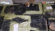 Des colis de chiots: découverte macabre en Chine
