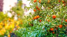 Sébastopol : 400 kg de mandarines volés d’un verger