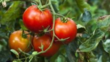 Fortes pluies : légère baisse de la production de tomates et de piments 