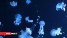 Flic-en-Flac : alerte aux méduses