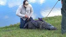 Une femme de 85 ans tuée par un alligator en Floride