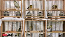 Aéroport de Plaisance : arrestation d’un homme pour importation illégale d'oiseaux