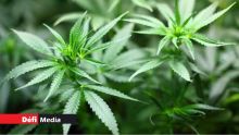 Quatre-Bornes : grosse saisie de cannabis