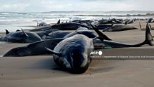 Australie : Plus de 150 dauphins échouent sur une plage de Tasmanie