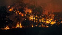 La destruction des forêts tropicales à un niveau record, sous l'effet des incendies