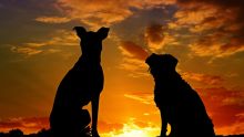Crève-Cœur : enquête sur des morts suspectes de chiens