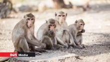 Affaire des macaques saisis : Hammerhead International Ltd ne lâche pas prise