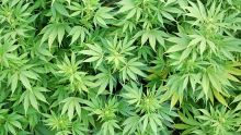 L’Espérance : des plants et des graines de cannabis saisis 