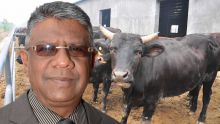 Importation de bétail: Le GM étudie la possibilité d’acheter un ‘cattle carrier'