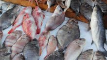 Consommation: Vers une baisse des prix du poisson