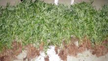 Henrietta: 250 plants de cannabis évalués à Rs 3 M déracinés