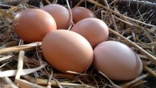 Les œufs emballés: un meilleur choix