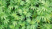 Lutte contre la drogue: Rs 3,7M d’héroïne et de cannabis saisies en une journée