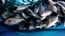 Produits de mer: quatorze sites identifiés pour l’aquaculture
