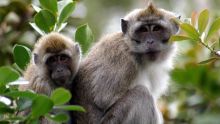 Expérimentation médicale  sur des macaques : une ONG britannique dénonce le gouvernement mauricien