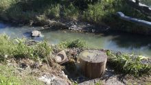 Le tout-à-l’égout déborde: la rivière Latanier polluée