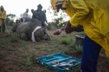 Afrique: 1.338 rhinocéros braconnés en 2015, chiffre record depuis 2008