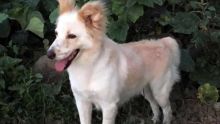 À Phoenix: une famille recherche son chien Bouba