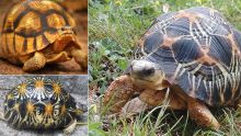 Trafic d’animaux allégué: 130 tortues malgaches saisies à Plaisance