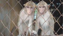 Le gouvernement défend l’exportation de singes pour des expériences
