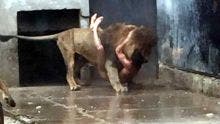 Chili: Il tente de se suicider en se jetant dans la fosse aux lions